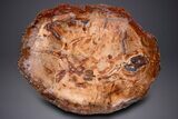 Wide, Brilliant Red Petrified Wood Table #274911-1